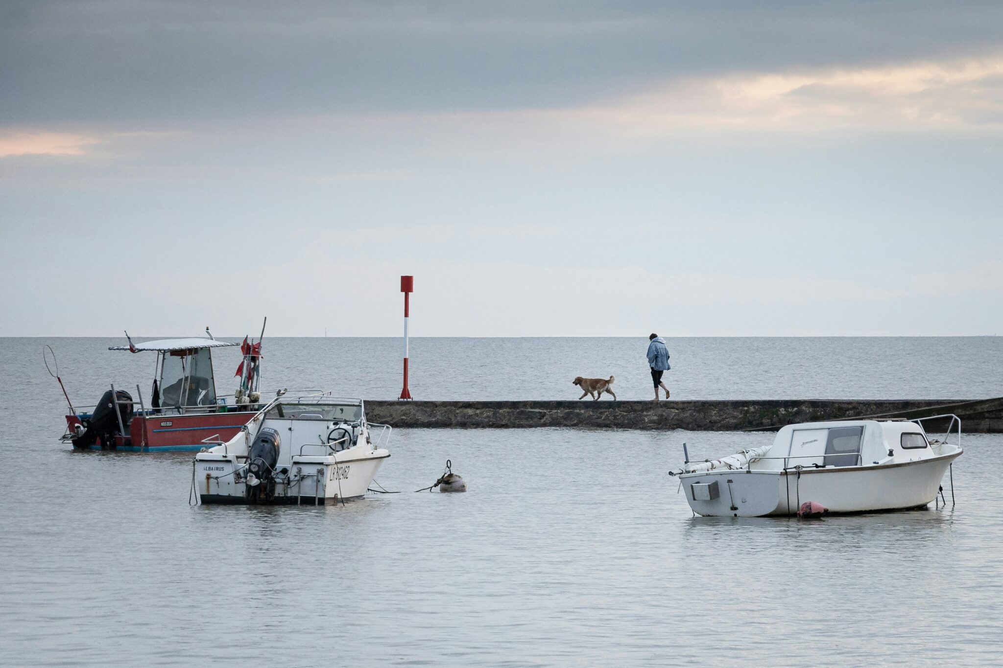 Tips and Tricks for Boating with Pets You Should Know